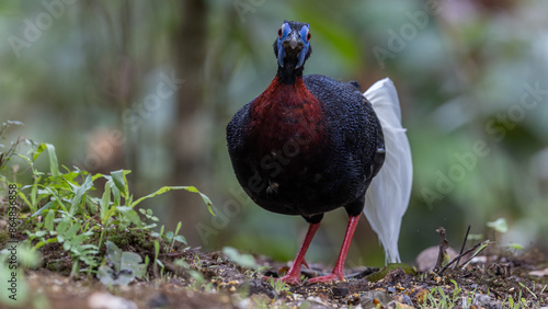 Majestic Bulwer's Pheasant in the Wild. An exquisite image capturing the beauty of a Bulwer's Pheasant in its natural habitat. is a true symbol of the wonders of the avian world. photo