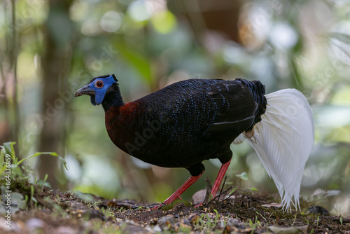 Majestic Bulwer's Pheasant in the Wild. An exquisite image capturing the beauty of a Bulwer's Pheasant in its natural habitat. is a true symbol of the wonders of the avian world. photo