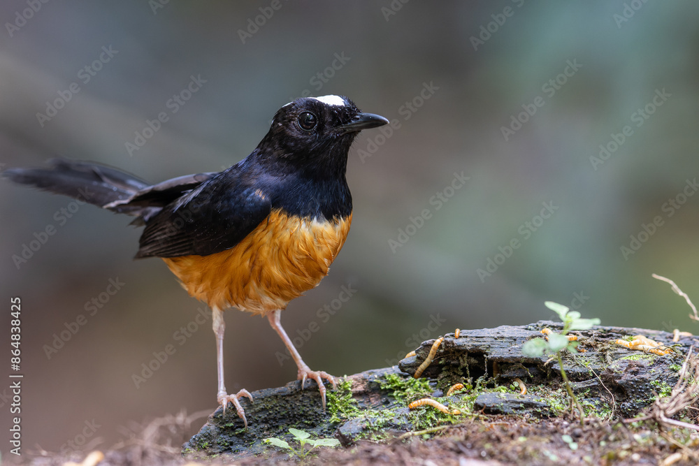 Nature wildlife image of White crown shama on nature rainforest jungle in Borneo Island. Nature wildlife image of White crown shama on nature rainforest jungle in Borneo Island.