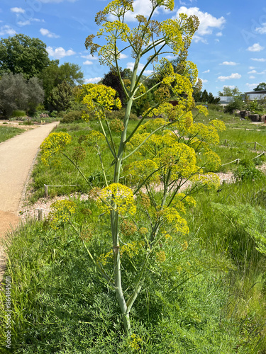 Giant fennel, Ferula, communis, Steckenkraut photo