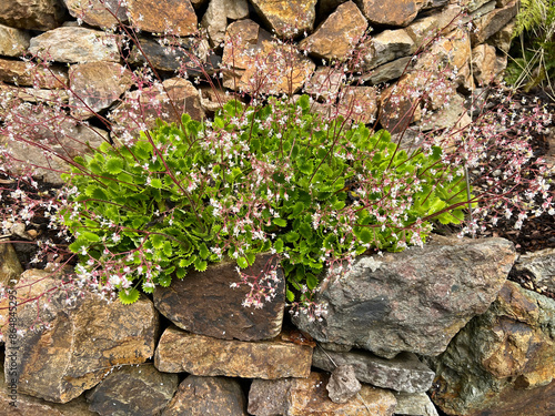Canvas Print Saxifraga
