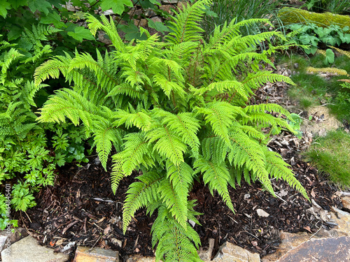 Shield fern, Polystichum setiferum