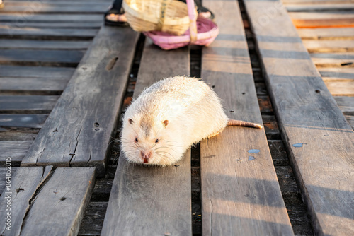 Bamboo rat is a rodent that lives underground or in tree holes. It has large front teeth.
