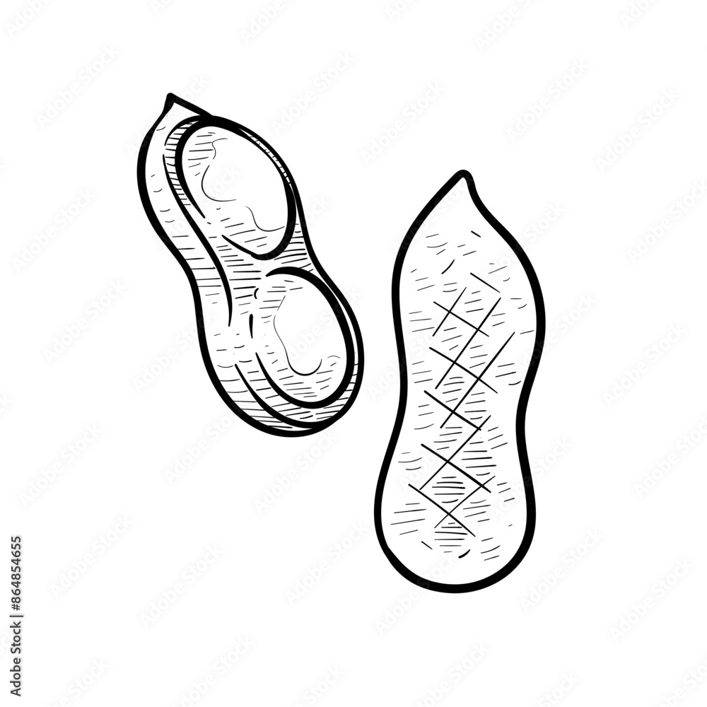 nuts handdrawn illustration nuts handdrawn illustration