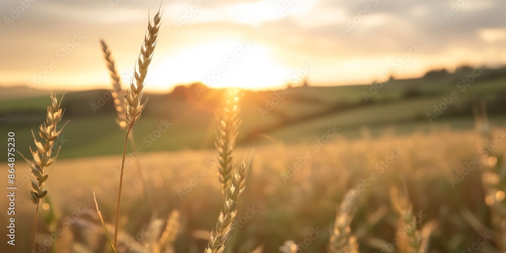 Golden wheat field at sunset, with soft sunlight creating a warm and peaceful ambiance in a rural landscape. Golden wheat field at sunset, with soft sunlight creating a warm and peaceful ambiance in a rural landscape.