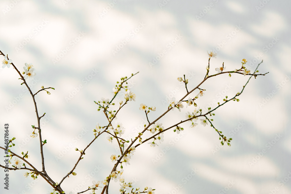 Blooming spring branches with flowers and its shadow on white background Blooming spring branches with flowers and its shadow on white background