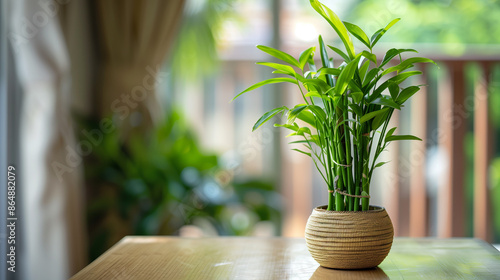 lucky bamboo plants photo