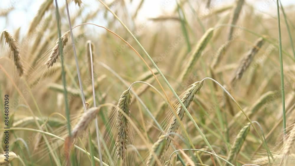 Cereal field, ears of corn close-up. Beautiful landscape of an agricultural field of rye or barley. Golden field on a sunny day. Background of ripening ears of corn in a field. Harvest concept Cereal field, ears of corn close-up. Beautiful landscape of an agricultural field of rye or barley. Golden field on a sunny day. Background of ripening ears of corn in a field. Harvest concept