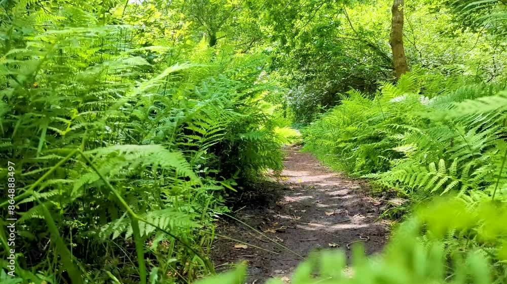 Walking on a forest woodland trail path through green ferns with rays of sunlight filtering through trees on the Somerset Levels in England UK Walking on a forest woodland trail path through green ferns with rays of sunlight filtering through trees on the Somerset Levels in England UK