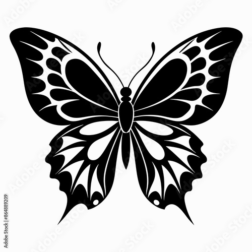 butterfly on white background