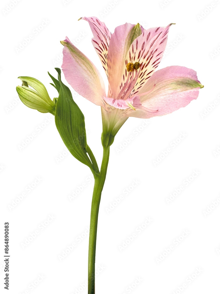 Alstroemeria flower side view isolated on transparent background Alstroemeria flower side view isolated on transparent background