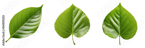 Green leaf isolated on transparent background