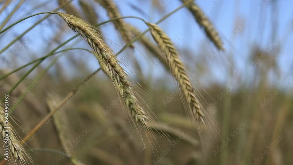 Cereal field, ears of corn close-up. Beautiful landscape of an agricultural field of rye or barley. Golden field on a sunny day. Background of ripening ears of corn in a field. Harvest concept Cereal field, ears of corn close-up. Beautiful landscape of an agricultural field of rye or barley. Golden field on a sunny day. Background of ripening ears of corn in a field. Harvest concept