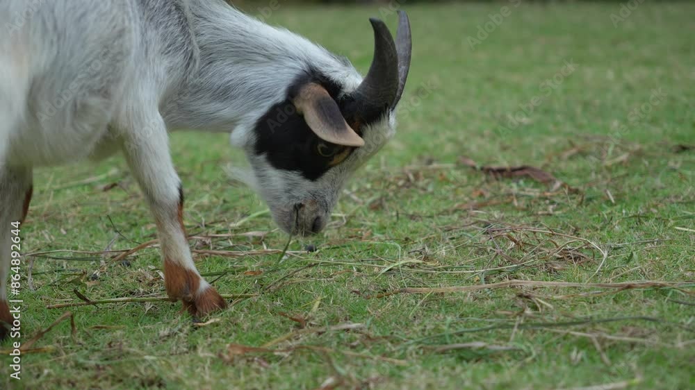 Baby goat grazes on grass, low angle detailed closeup in open field Baby goat grazes on grass, low angle detailed closeup in open field