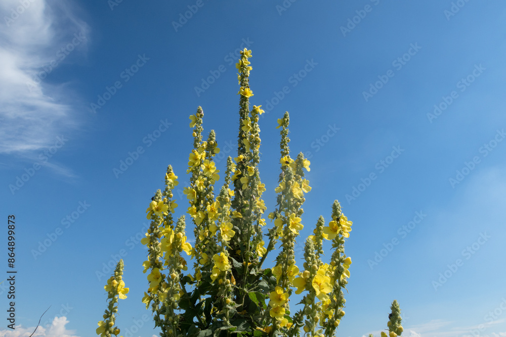 Verbascum thapsus Woolly Mullein