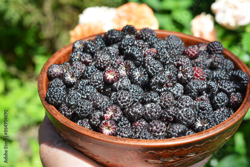 Black Raspberry. The Cumberland Black Raspberry plant produces medium-large, blue-black berries, which have an outstanding raspberry flavor. photo