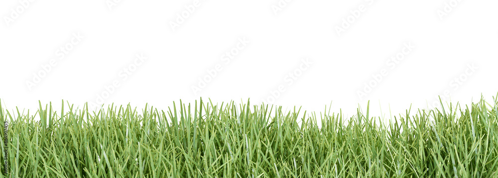Close up green grass isolated on white Close up green grass isolated on white