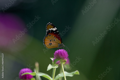 Plain tiger, African queen, African monarch butterfly or Danaus chrysippus on globe amaranth flower, Bhagalpur, Bihar, India photo