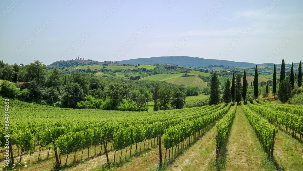 Fototapeta premium vineyard in region