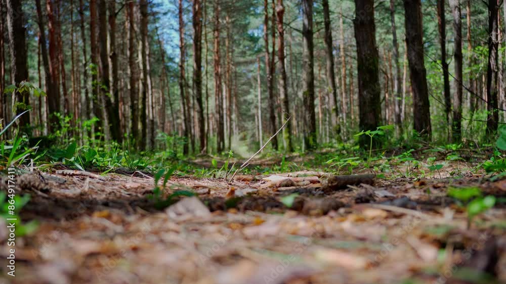Relaxing forest view with static shot. Relaxing forest view with static shot.