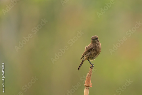 Pied bush chat (Saxicola caprata), Small bird with beautiful blur background