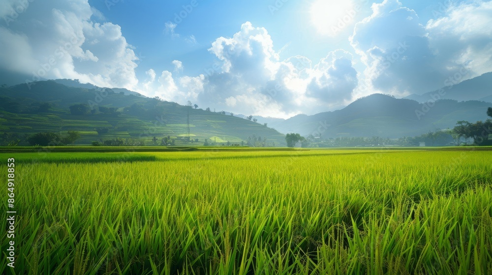 Fototapeta premium Beautiful morning Panorama Landscape paddy field