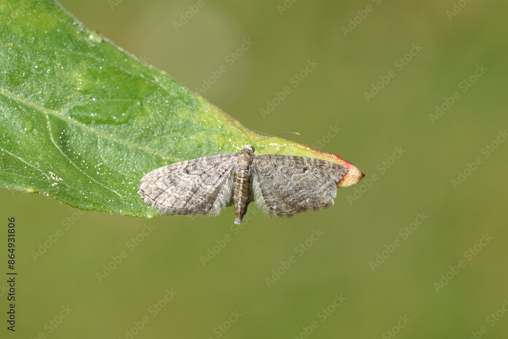 Grey pug (Eupithecia subfuscata), family Geometridae on a leaf. A damaged wing. Dutch garden, Summer, June.