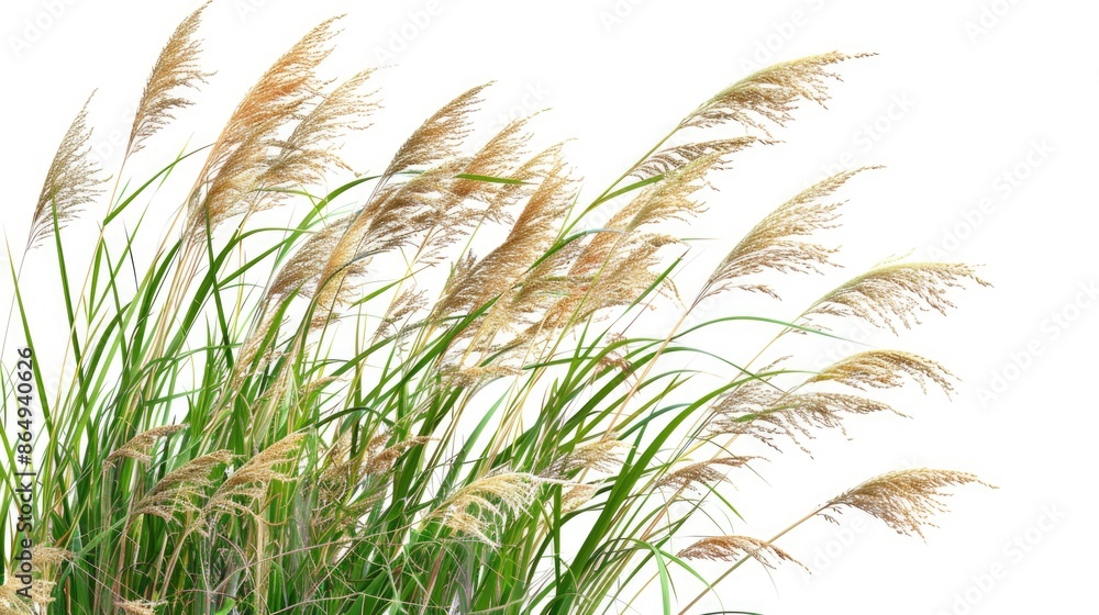 A close-up shot of a bunch of tall grass on a white surface, great for backgrounds or textures A close-up shot of a bunch of tall grass on a white surface, great for backgrounds or textures