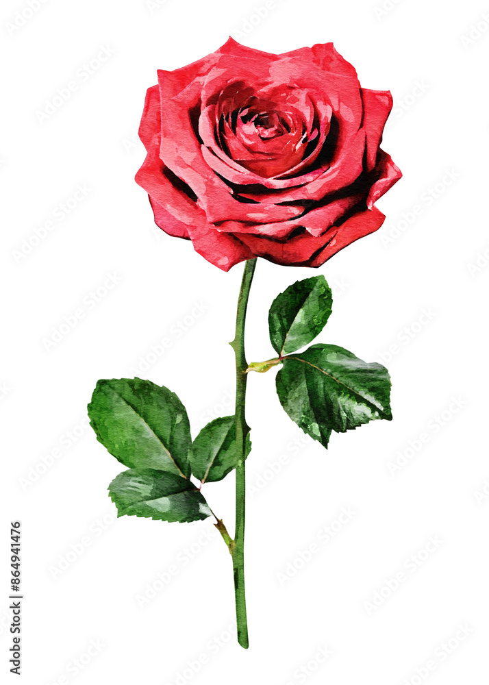 Red rose png illustration on transparent background Red rose png illustration on transparent background