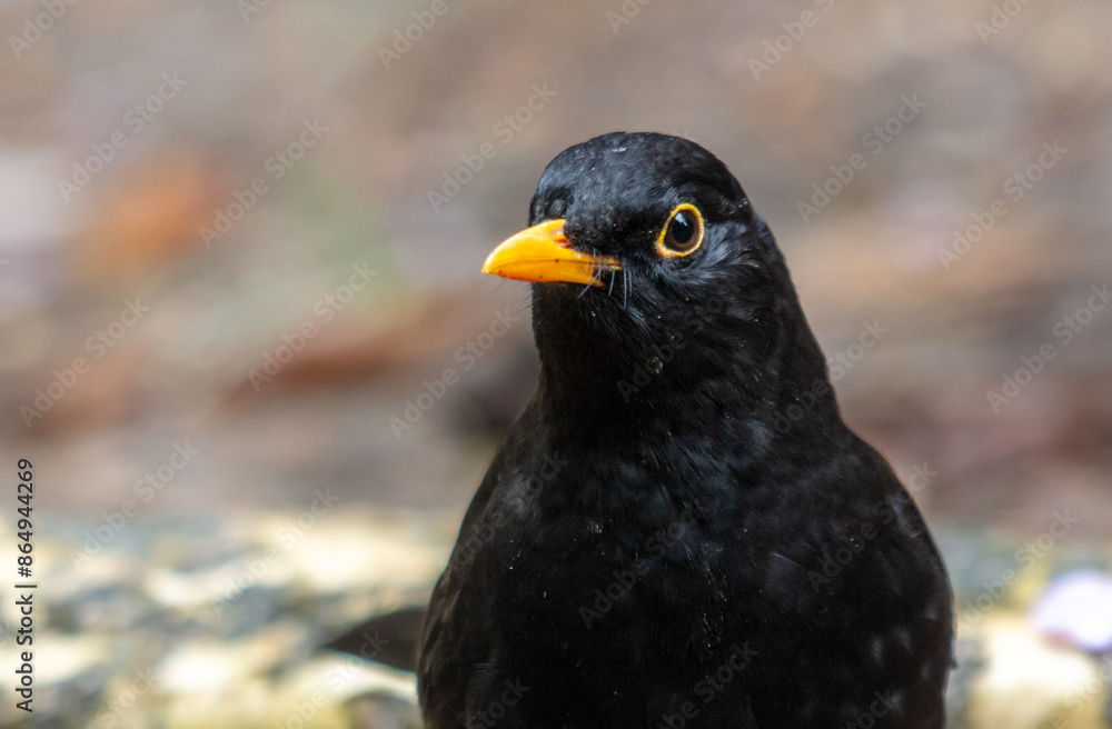 Portrait of a starling in the park Portrait of a starling in the park