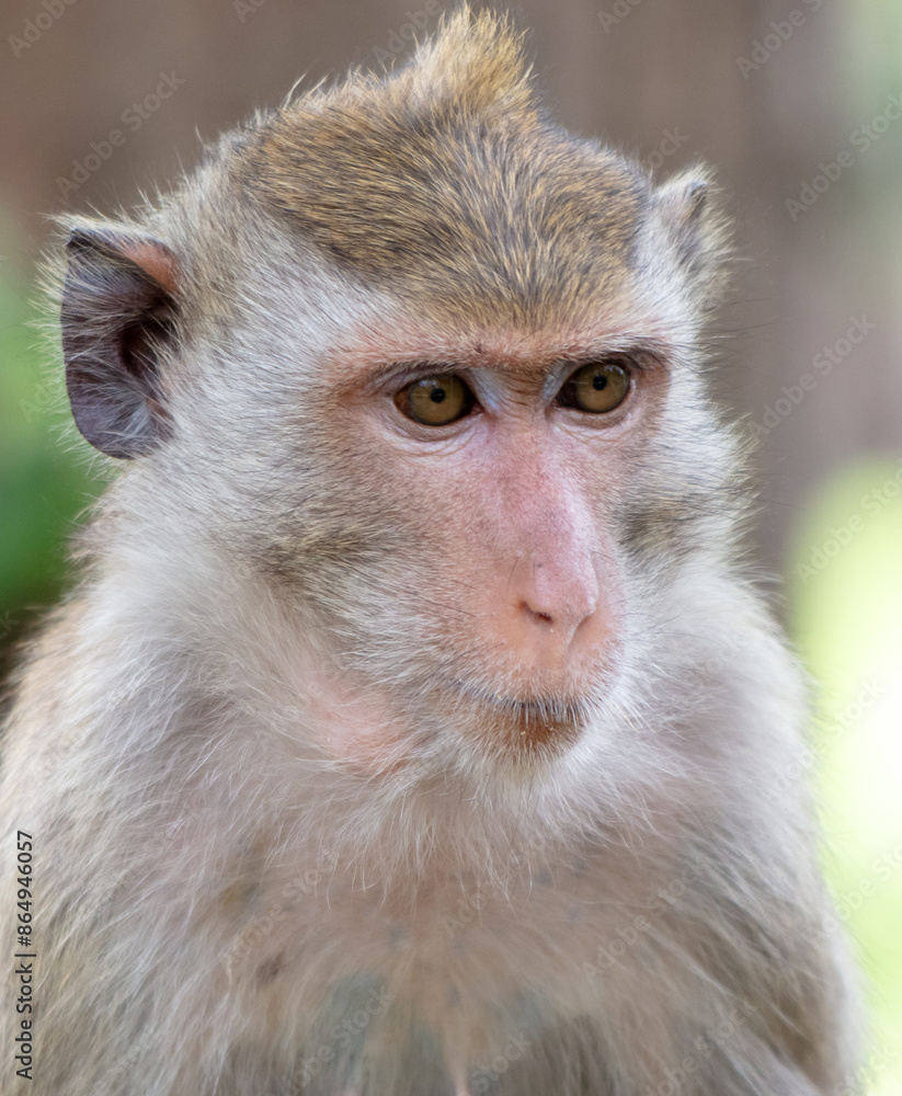Monkey outdoors in a tropical park Monkey outdoors in a tropical park