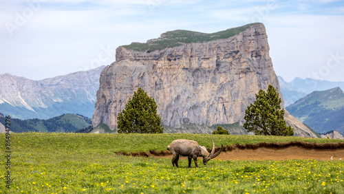 Ibex in front of a pond at the foot of Grand Veymont, Vercors, france