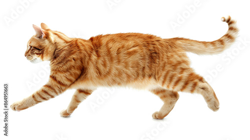 Wallpaper Mural orange cat walk and run isolated on white background Torontodigital.ca