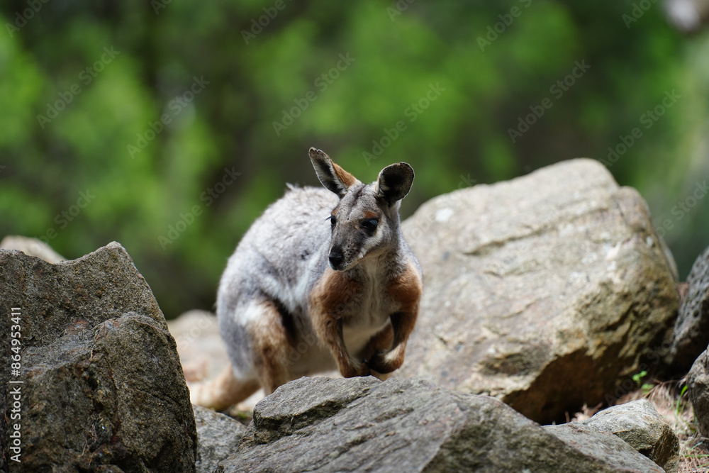 A red-necked wallaby (Notamacropus rufogriseus) relaxing in a rocky habitat A red-necked wallaby (Notamacropus rufogriseus) relaxing in a rocky habitat