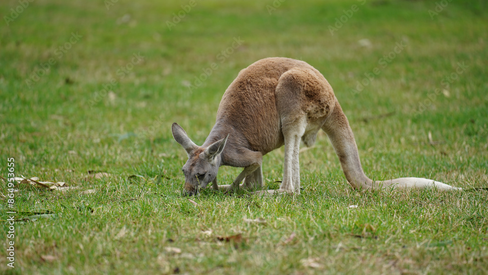 An Australian Red Kangaroo (Osphranter rufus) grazing in grass An Australian Red Kangaroo (Osphranter rufus) grazing in grass