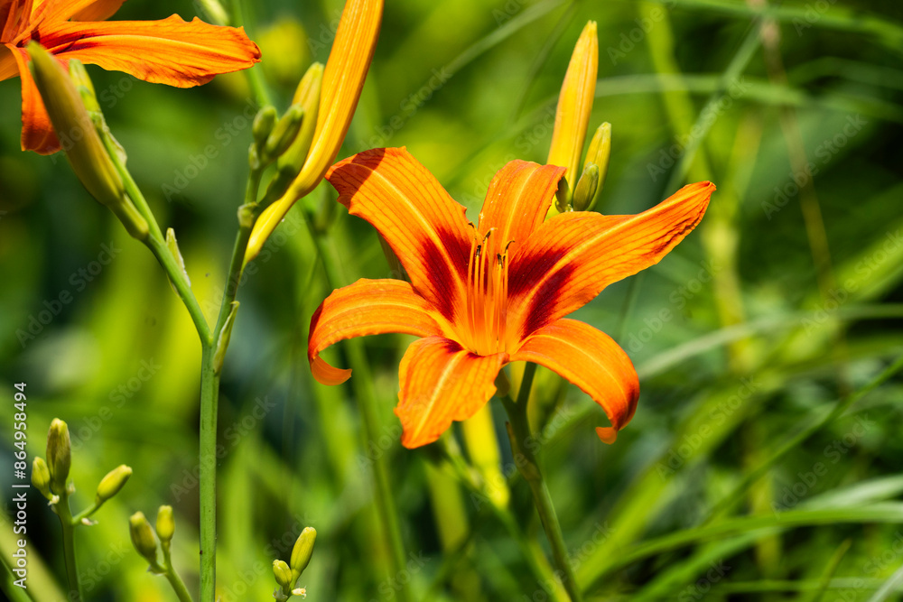 Orange lily blooming in the garden in summer Orange lily blooming in the garden in summer