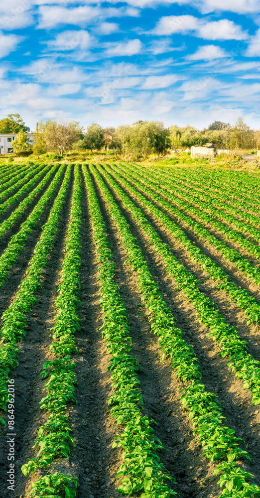 beautiful farmland landscape with green rows of potato and vegetables on a spring or summer farm field and nice blue cloudy sky on background beautiful farmland landscape with green rows of potato and vegetables on a spring or summer farm field and nice blue cloudy sky on background