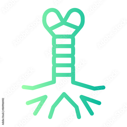 trachea