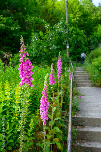 The extremely poisonous foxglove on the edge of a staircase