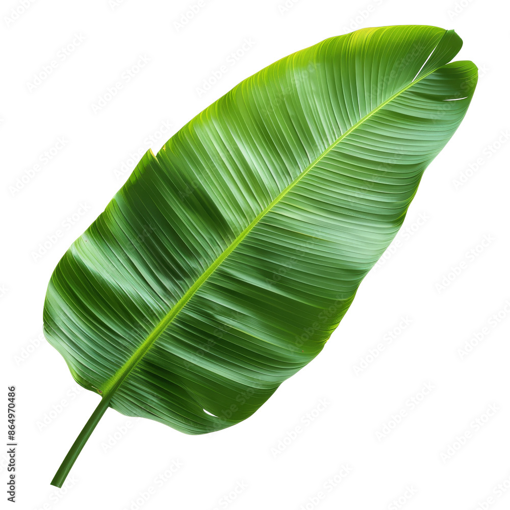 Fototapeta premium Vibrant green banana leaf on white background showcasing natural texture, ideal for botanical and tropical-themed designs.