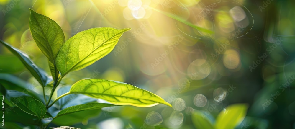 Green leaf on a blurred garden background with sunlight and copy space - ideal for natural green plants landscape wallpapers. Green leaf on a blurred garden background with sunlight and copy space - ideal for natural green plants landscape wallpapers.