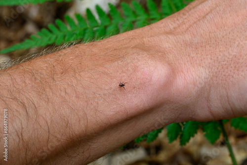 A tick walks on an arm and looks for a place to bite photo