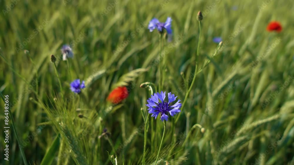 Growing wild flowers close up on green ripening barley field background. Agricultural countryside at Europe Poland Growing wild flowers close up on green ripening barley field background. Agricultural countryside at Europe Poland