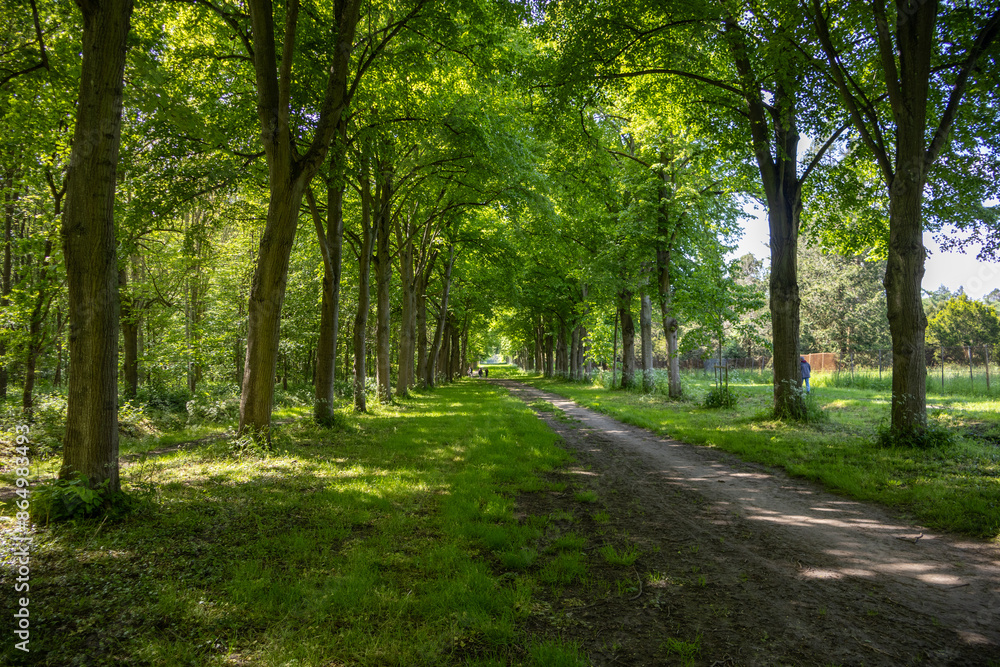 Naklejka premium footpath in the park