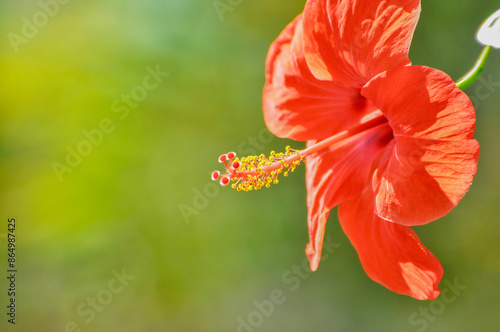 red poppy flower isolated