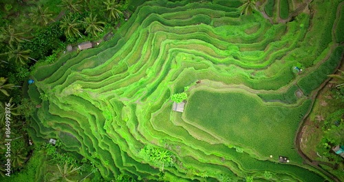 Birds Eye View Of Picturesque Tegallalang Rice Terrace In Ubud, Bali, Indonesia. photo