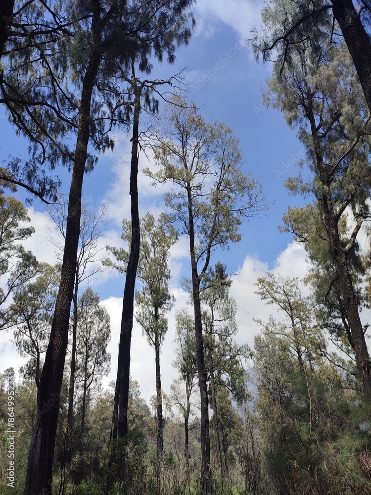 Obraz premium trees and sky in the forest