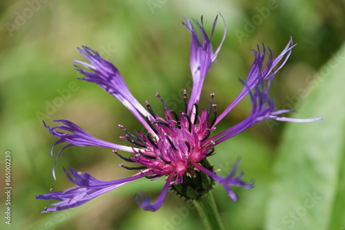 Mountain bluet or Cyanus montanus. photo