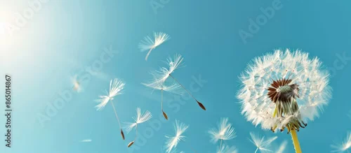 Panel kuchenny z motywem Dandelion seeds scatter in the wind against a backdrop of a clear blue sky with room for text