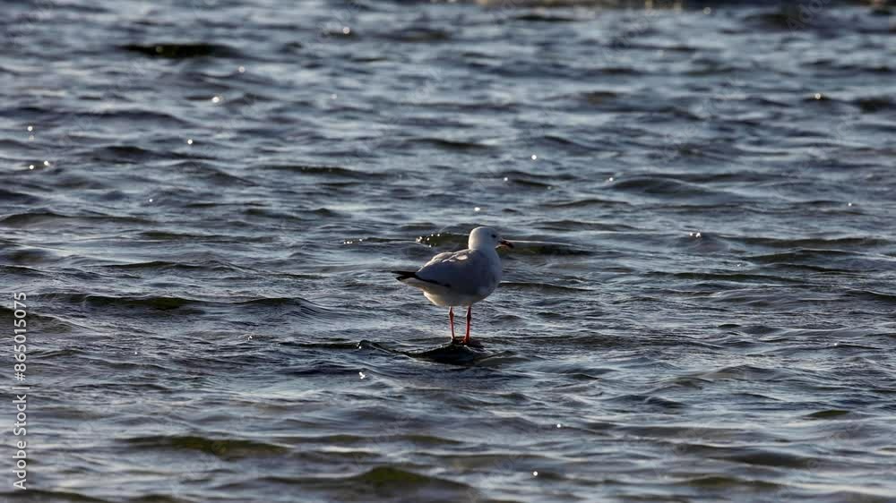 Seagull Standing in Shallow Water Seagull Standing in Shallow Water